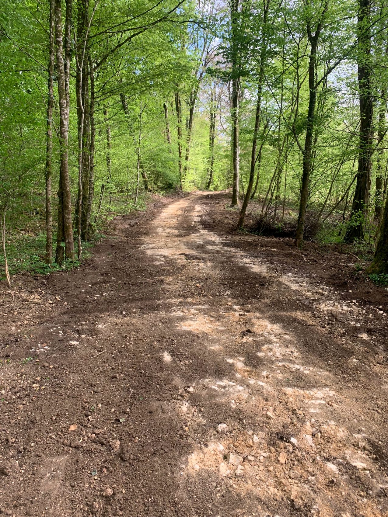 Chemin forestier