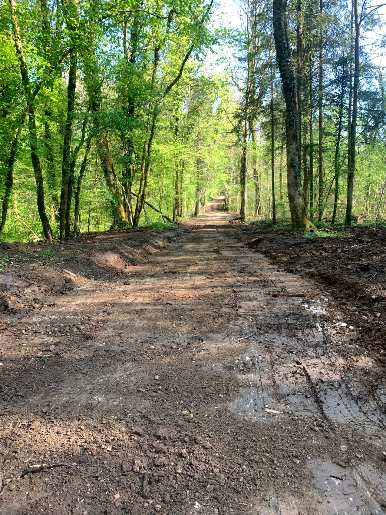 Chemin forestier repris
